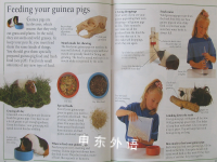 How To Look After Your Pet: Guinea Pigs
