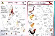 You Can Draw Fantastic Animals