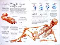 Human Body