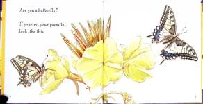 Are You a Butterfly