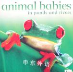 Animal Babis In Ponds And Rivers Kingfisher