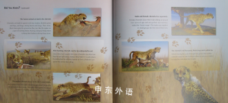 Animal Planet My Life in the Wild: Cheetah