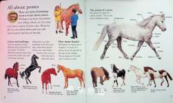 The Best Book of Ponies