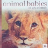 Animal Babies in Grasslands
