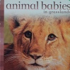 Animal Babies in Grasslands