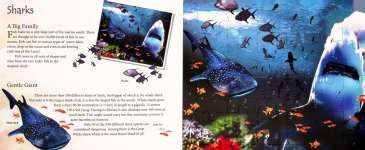 Life Under the Ocean