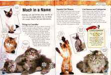 Caring for Cats  Kittens