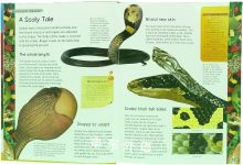 Great Book Of Predatory Animals