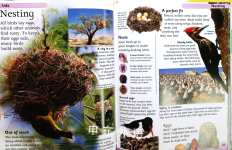 First Animal Encyclopedia