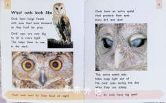 Owls