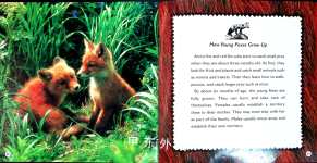 Arctic Foxes and Red Foxes