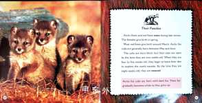 Arctic Foxes and Red Foxes