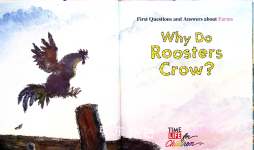 Why Do Roosters Crow?First Questions And Answers About Farms