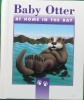 Baby otter: At home in the bay