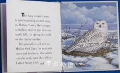 Snowy owl at home on the tundra
