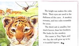 Tiny Tiger AT HOME IN THE JUNGLE