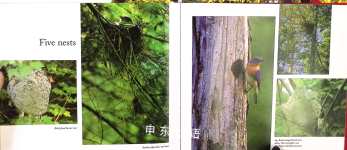 Counting on the Woods