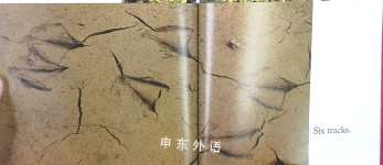 Counting on the Woods