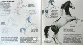 How to Draw Horses (Young Artist)