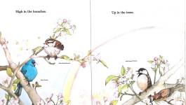 Birds Nests