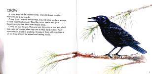 A Picture Book of BIRDS