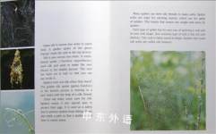 Spiders (Lerner Natural Science Books)