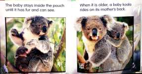 Koalas