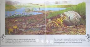The Frog