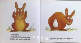 I am a Rabbit