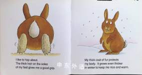 I am a Rabbit