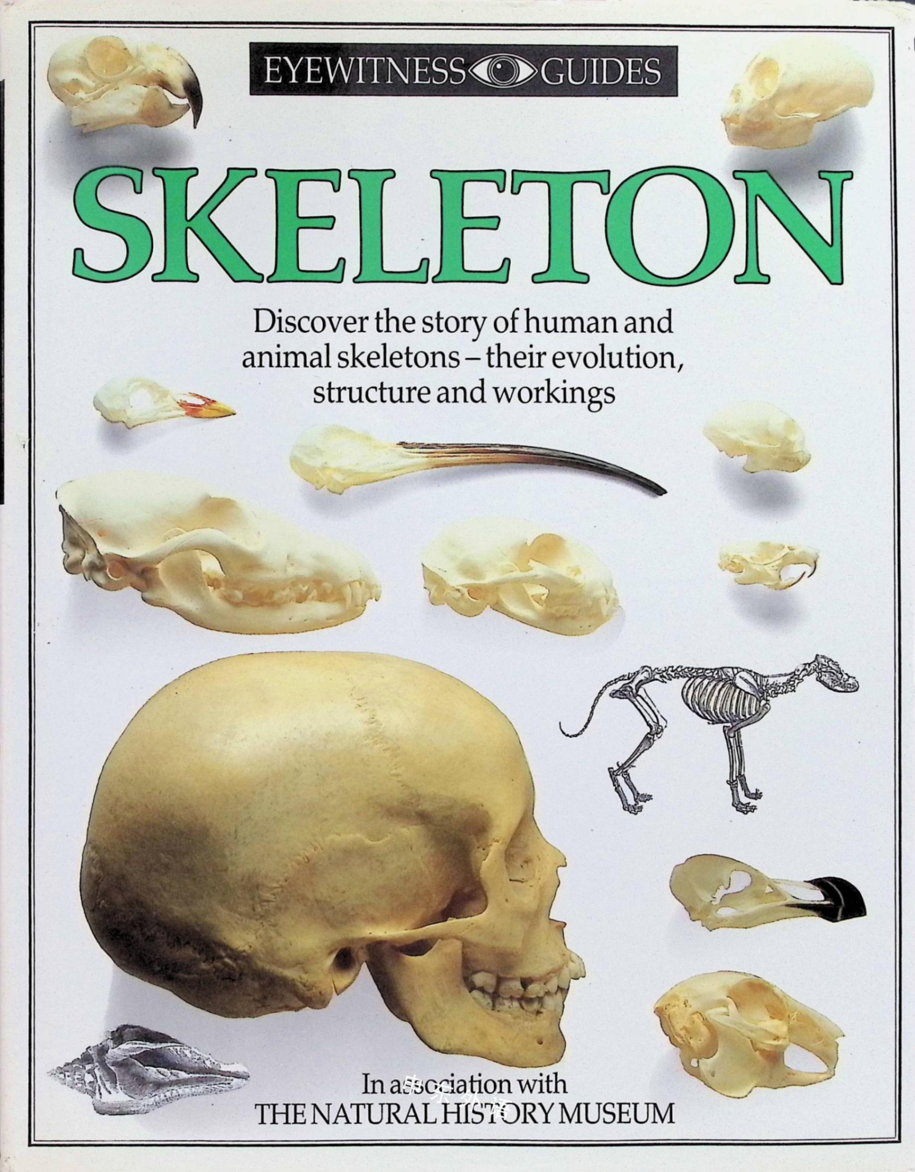 Dorling Kindersley Eyewitness Guides Skeleton 解剖及生理学 科学 自然与自然规律 儿童图书 进口图书 进口书 原版书 绘本书 英文原版图书 儿童纸板书 外语图书 进口儿童书 原版儿童书