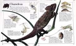 Amazing Lizards