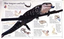 Amazing Lizards