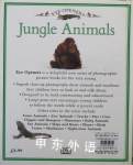 Jungle Animals