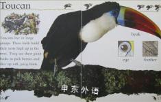 Jungle Animals