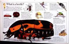 Amazing Beetles