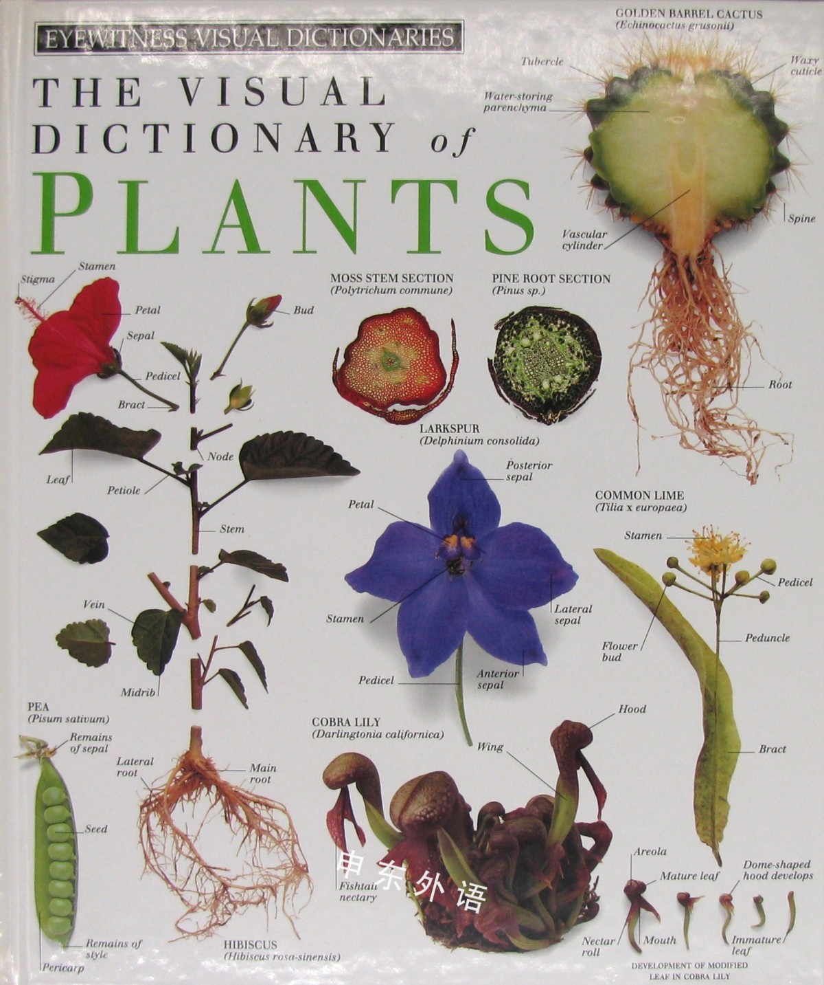 Visual Dictionary Of Plants Eyewitness 植物学 科学 自然与自然规律 儿童图书 进口图书 进口书 原版书 绘本书 英文原版图书 儿童纸板书 外语图书 进口儿童书 原版儿童书