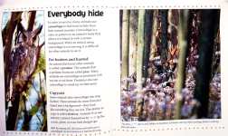 What are Camouflage and Mimicry