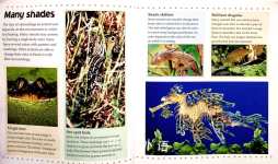 What are Camouflage and Mimicry