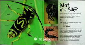 Big Bad Bugs