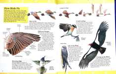 Bird World