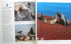 The Sea Lion: Ocean Diver (Animal Close-Ups)