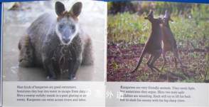 Animals in the wild Kangroo