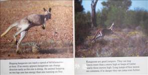 Animals in the wild Kangroo