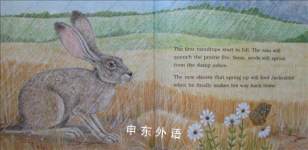 Jackrabbit and the Prairie Fire: The Story of a Black-Tailed Jackrabbit (Smithsonian Wild Heritage C