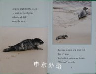 Seal Pup Rescue