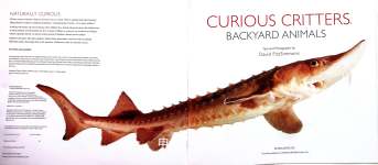 CURIOUS CRITTERS BACKYARD ANIMALS