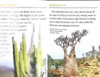 Strange and Amazing Plants