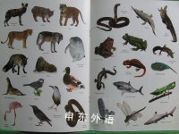 DK Animals Sticker Book