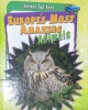 Europe's Most Amazing Animals Animal Top Tens